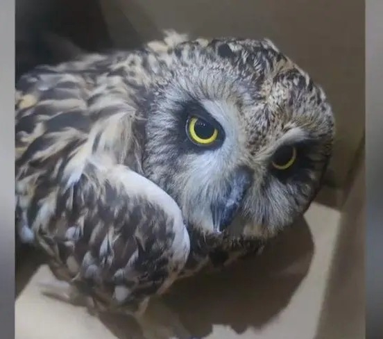 點知貓頭鷹食完之後卻遲遲唔離開，於是胡女士就帶貓頭鷹到空曠地方「放生」