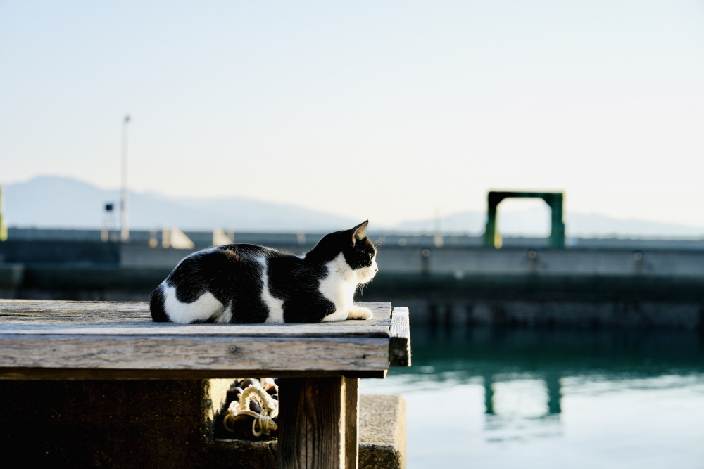 同其他貓島相比，慵懶嘅貓大爺隨處攤唞，又鍾意求摸摸，好明顯呢到嘅貓咪有被好好善待。