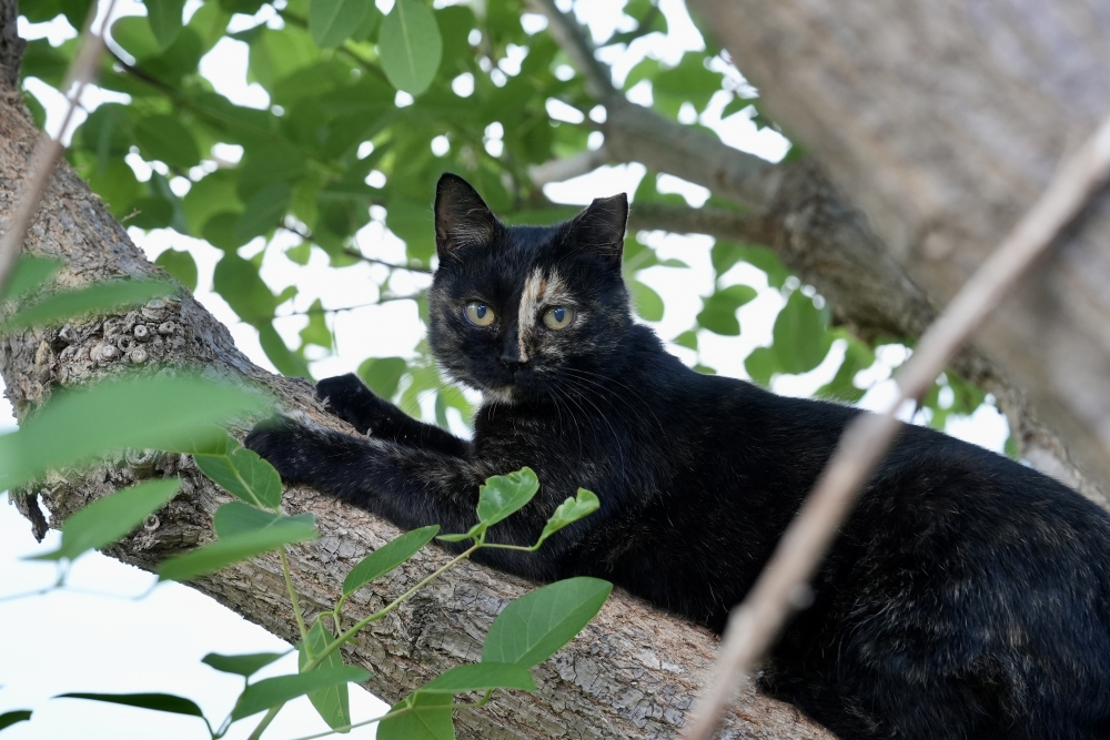 朝早會有貓星人喺連接房間嘅小露台做鬧鐘叫醒大家。