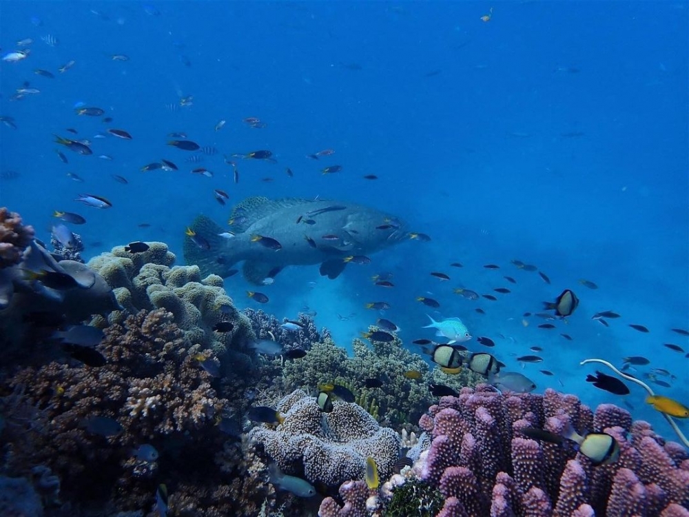 希望遊客了解更多大堡礁和周邊海洋生態的故事
