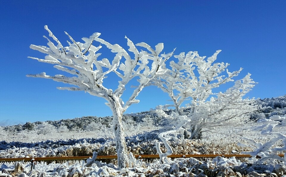所有樹林都鋪滿了厚重的白雪～
