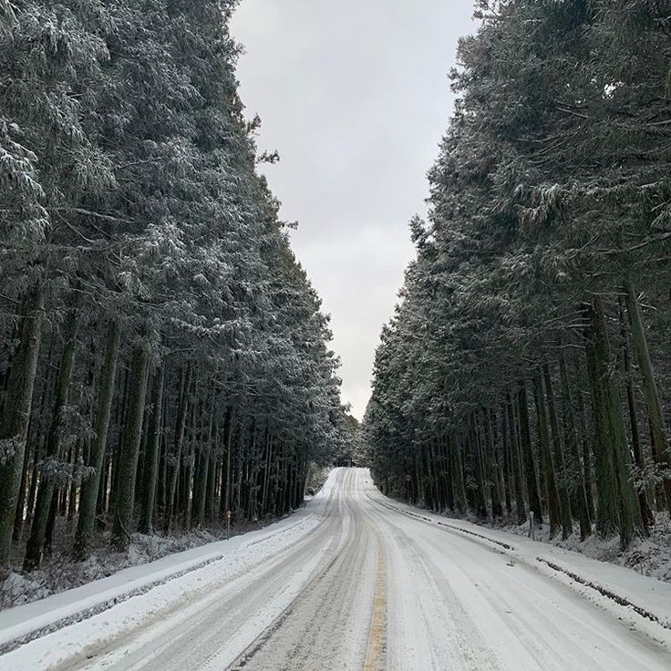 韓國冬季雪景推介：思連伊利森林步道 
