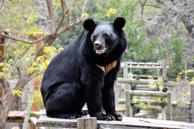 黑熊喜歡攀爬又獨立的個性,令牠需要與其他動物隔離