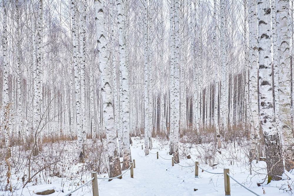 韓國冬季雪景推介：麟蹄院垈里白樺林 