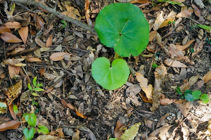 前往龍ヶ岳山頂展望所嘅山路，可以睇到好多心型樹葉。