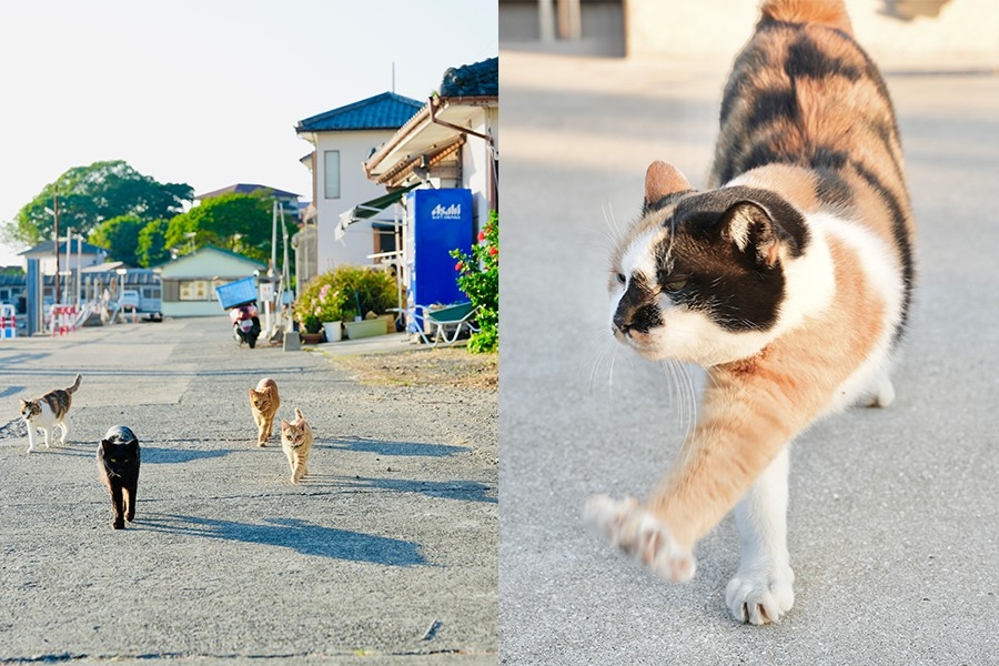 落船即有大量唔怕人嘅貓咪歡迎大家，貓大爺們會直衝向大家求摸摸！