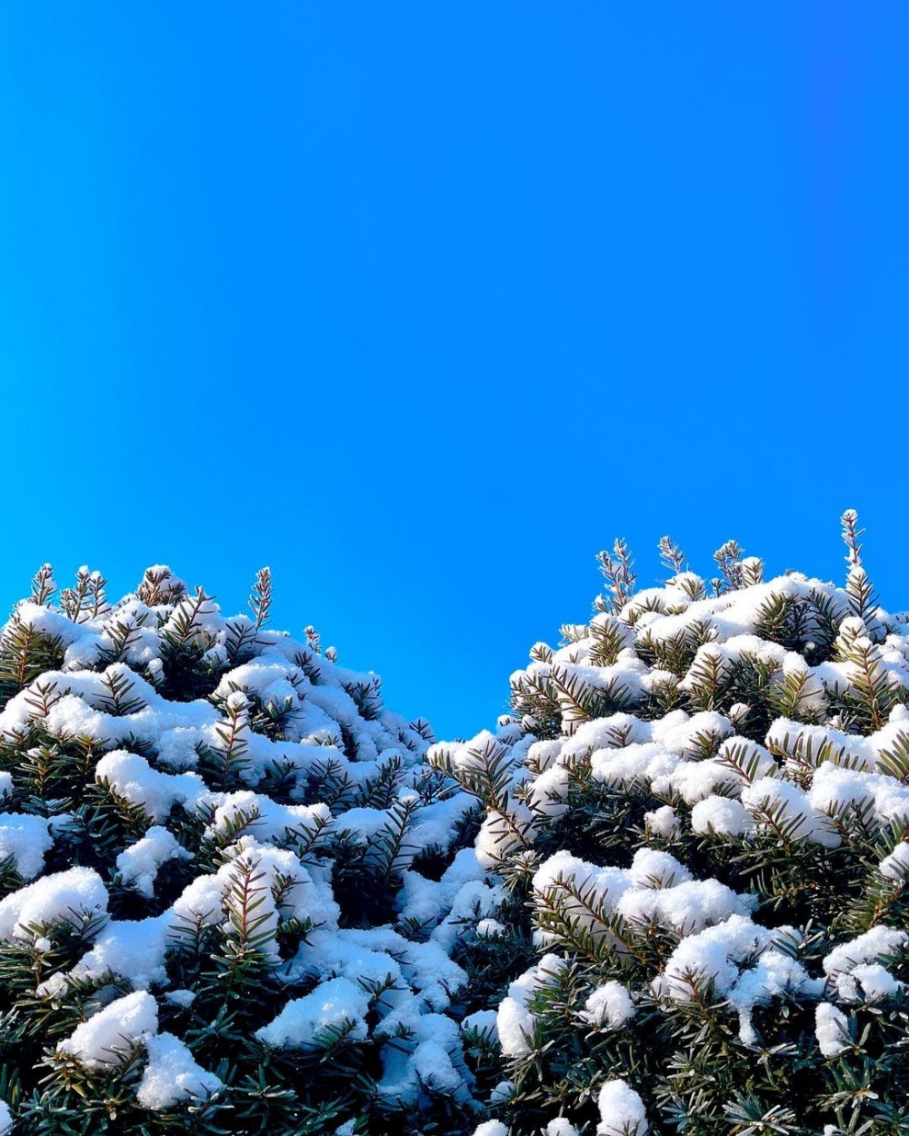 南怡島係不少韓劇的熱門取景地～