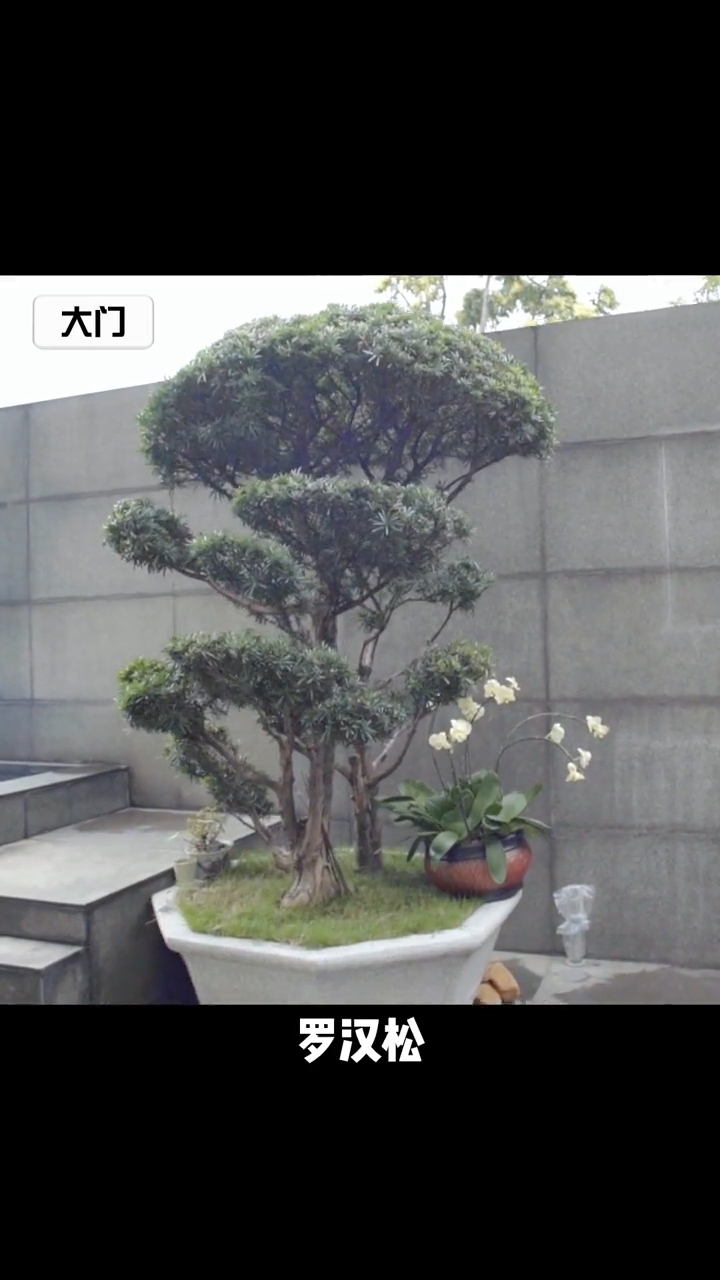 向太陳嵐大宅內擺放了大棵的羅漢松。