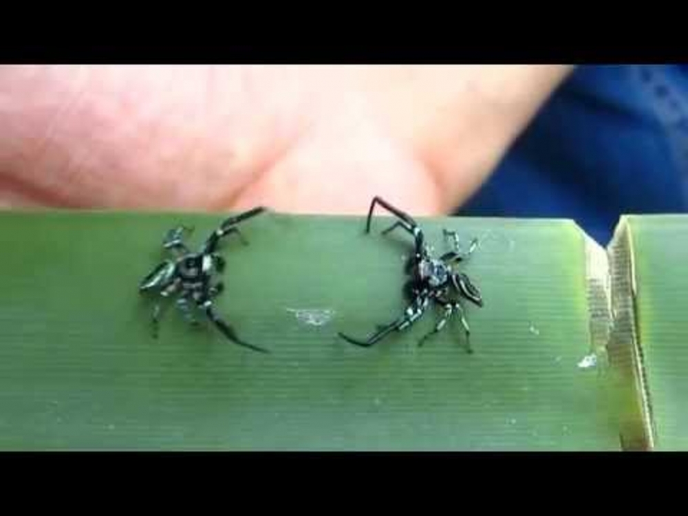 「金絲貓」(巴莫方胸蛛)