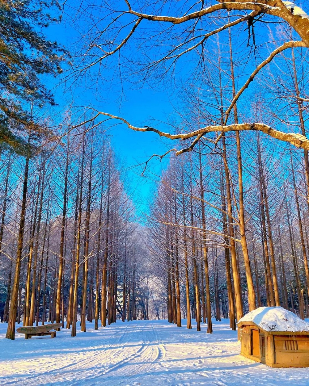 韓國冬季雪景推介：南怡島 