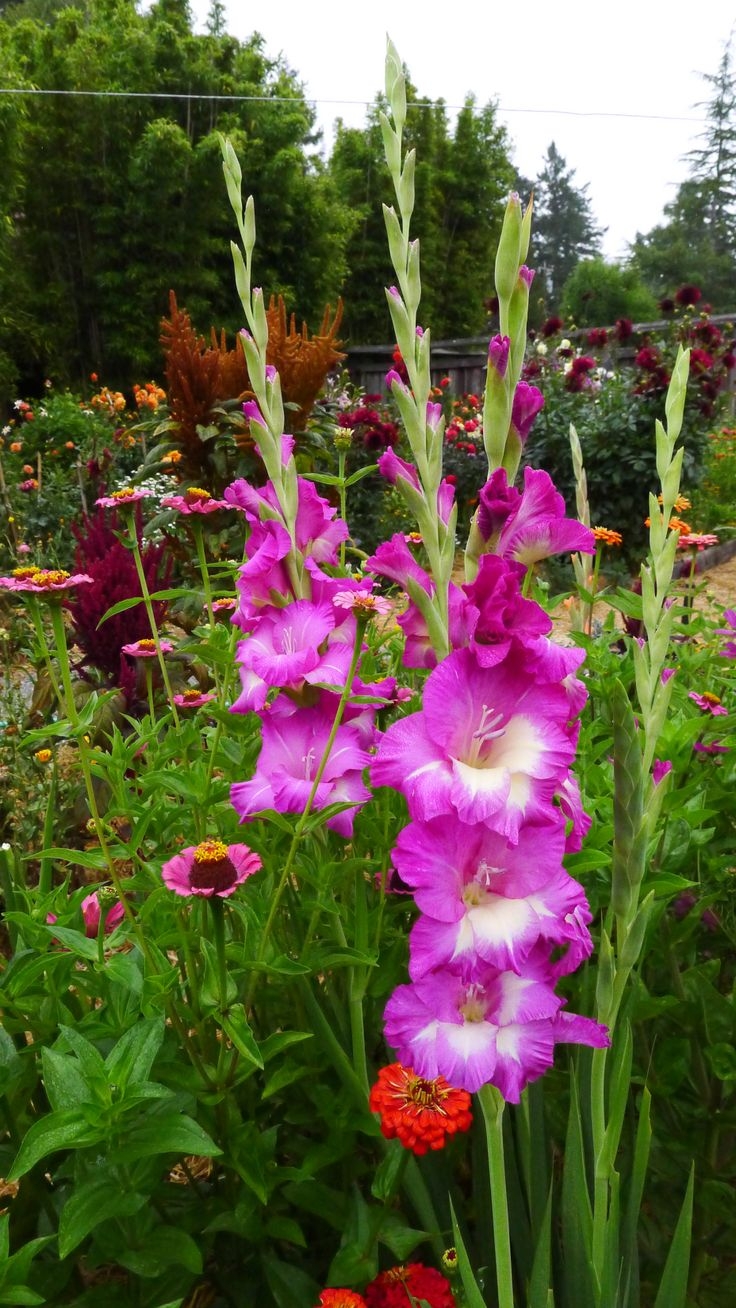 劍蘭象徵節節上升、富貴福祿。