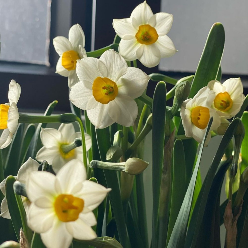 水仙花象徵吉祥如意、團圓和睦。