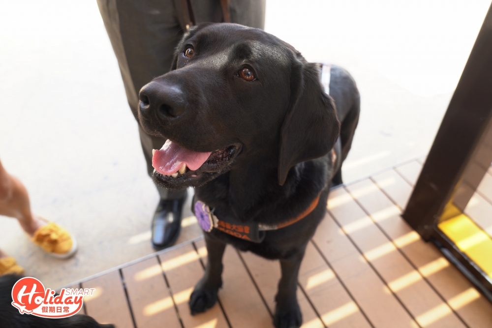 根香港導盲犬協會資料顯示，香港近年有超過17萬名視障人士，而現役導盲犬卻僅約50隻。