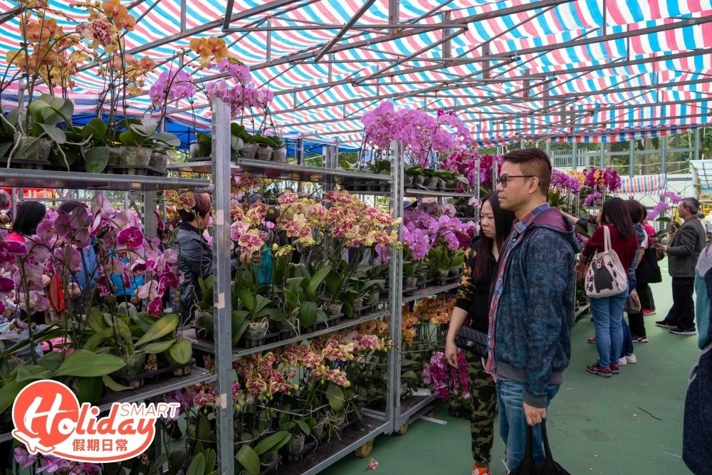 新年好去處2023推介：年宵花市