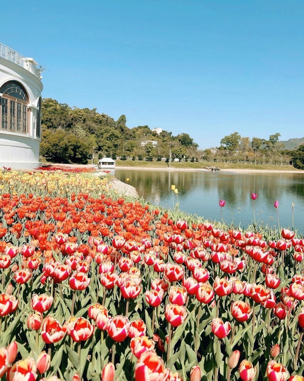 走到另一戶外主題區「甜蜜後花園」，更可以親眼觀賞荷蘭鬱金香，今年大會在園內草坪上種植超過兩萬朵紅色、粉紅色和橙色的鬱金香。