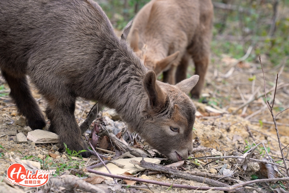 農夫每日也會放出自養的羊仔，小羊食草模樣十分可愛！