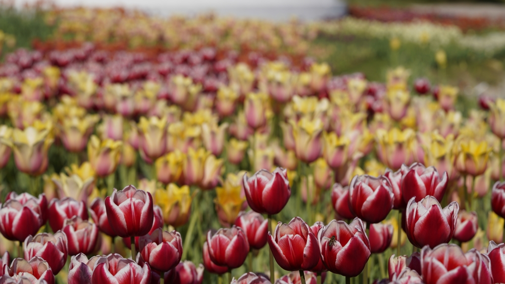 放眼看過去是一整片一望無際的鬱金香花海，可以享受被花海包圍的感覺，彷如置身於外國庭園。