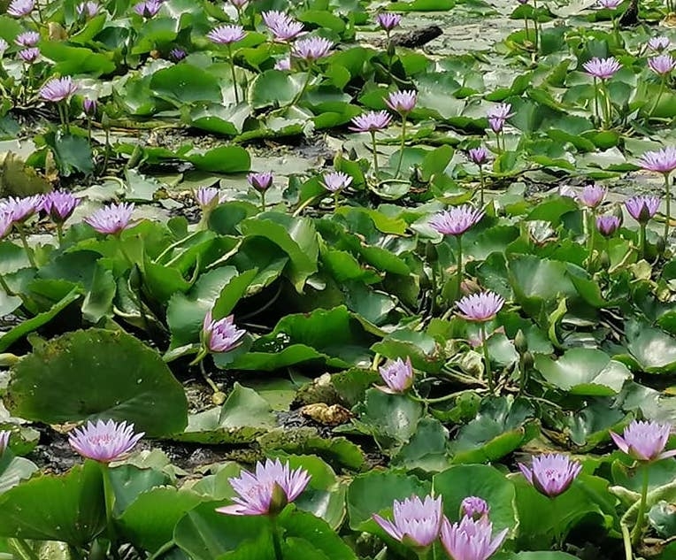 免費入場的清快塘春秋景色大不同，春天時分更會百花齊放，如3月份會盛放的紫藤花棚和整個池塘開滿的睡蓮。