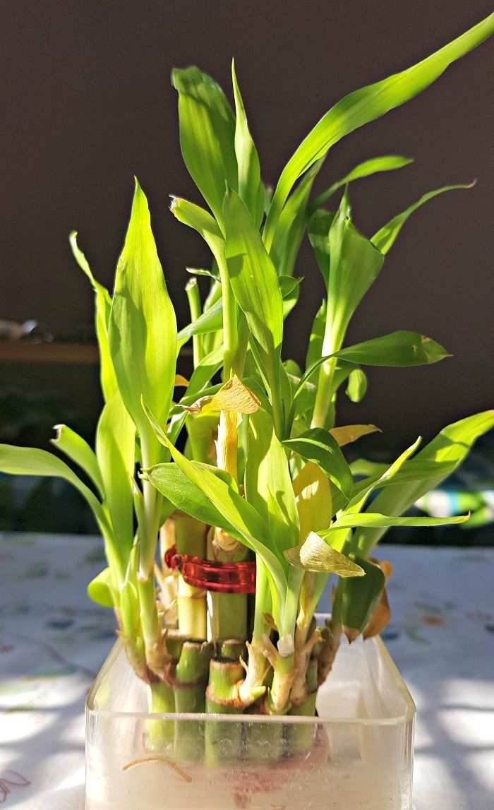 富貴竹象徵花開富貴、竹報平安。