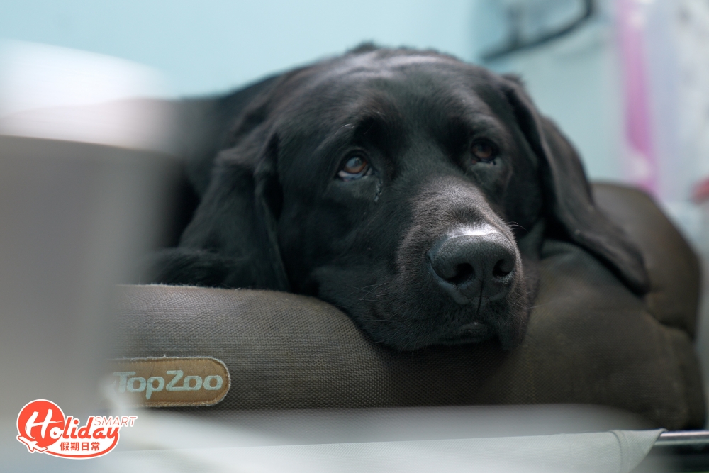 「我和Cynthia會共同照顧牠，確保Rosa會有一個幸福、快樂、無憂的晚年！」