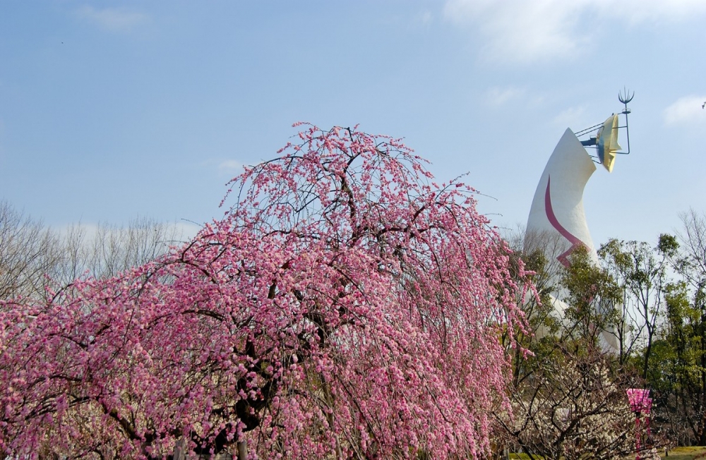 日本賞櫻景點推介：萬博紀念公園 