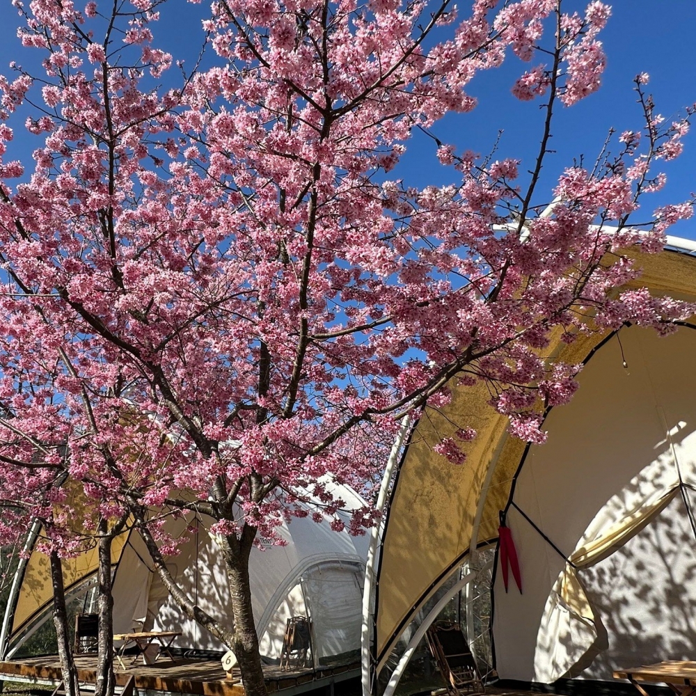 台北新竹近郊嘅「蟬說：霧繞」踏入櫻花花季！