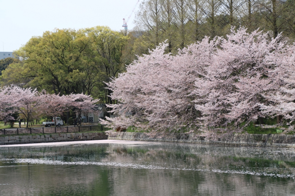 日本賞櫻景點推介：大阪城公園 