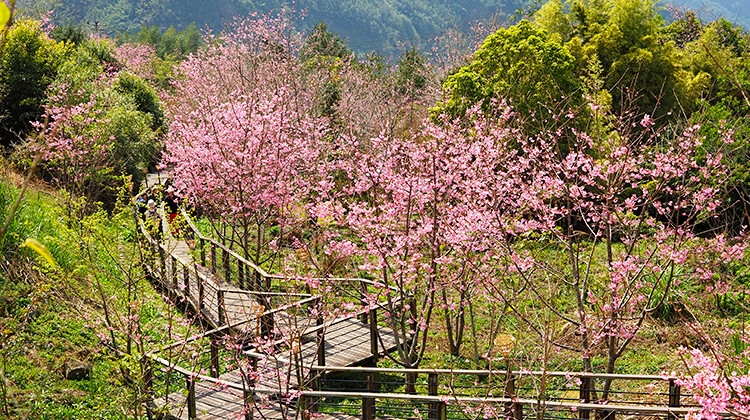 嘉義阿里山國家風光區
