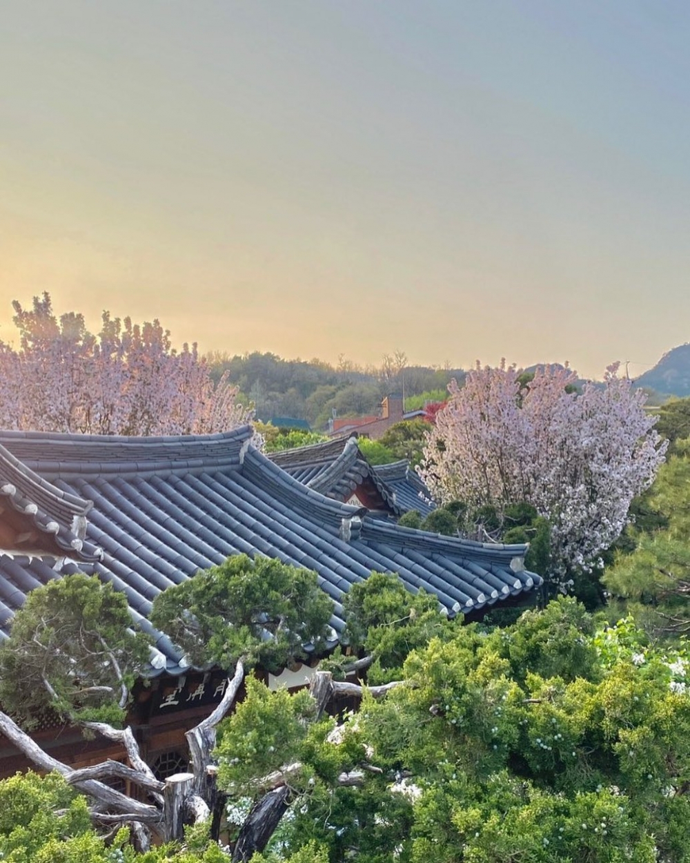 粉色櫻花配上古色古香的韓屋，整個畫面猶如充滿詩意，十分唯美！