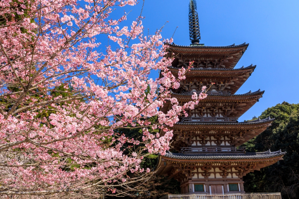日本賞櫻景點推介：醍醐寺 