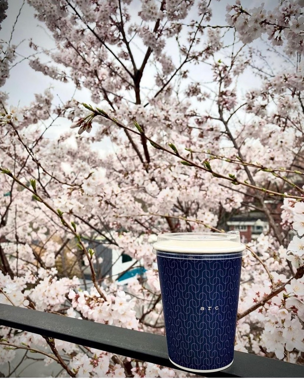 首爾賞櫻咖啡店推介：Cafe ARC｜카페아르크
