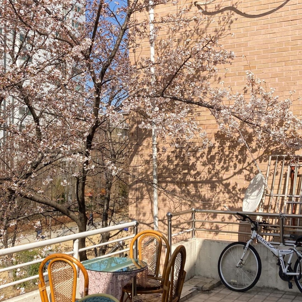 首爾賞櫻咖啡店推介：延南洞櫻花家｜연남동 벚꽃집