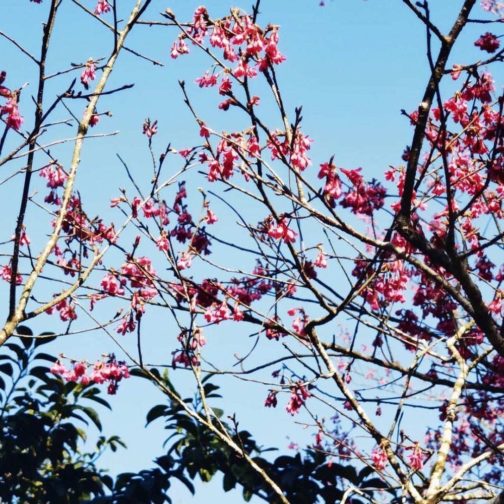 香港賞櫻好去處：嘉道理農場