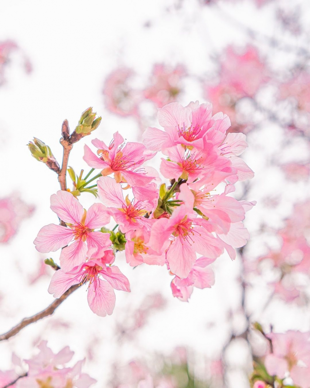 粉嫩色調的櫻花超夢幻，打卡一流！