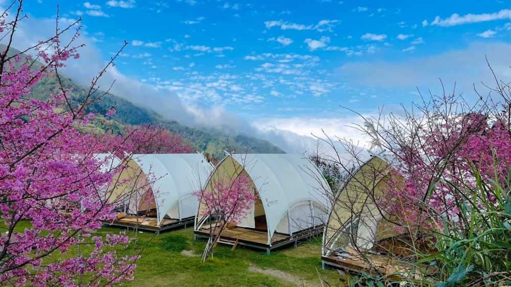 「蟬說：霧繞」營地內種咗粉色富士櫻與偏桃紅色嘅八重櫻2個品種嘅櫻花樹。