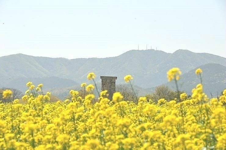 順便可以在膽星台賞油菜花！