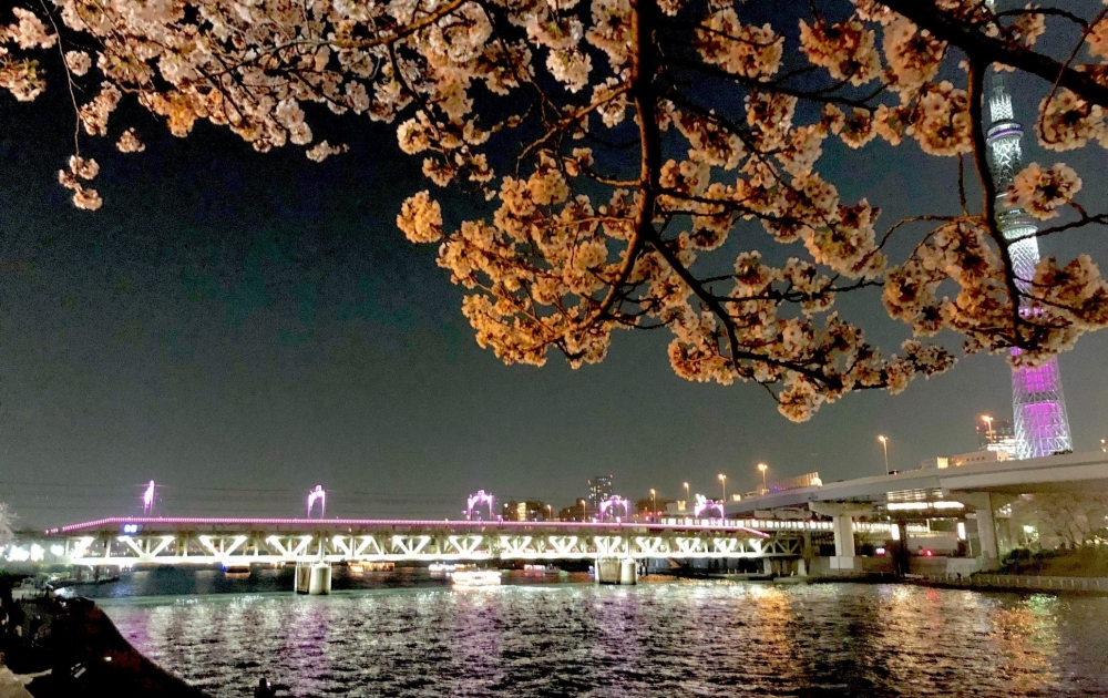 入夜後整條櫻花道以燈光點綴別有一番風情～
