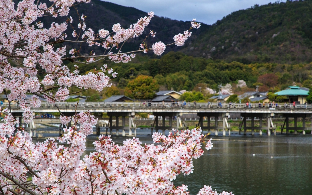 日本賞櫻景點推介：嵐山 