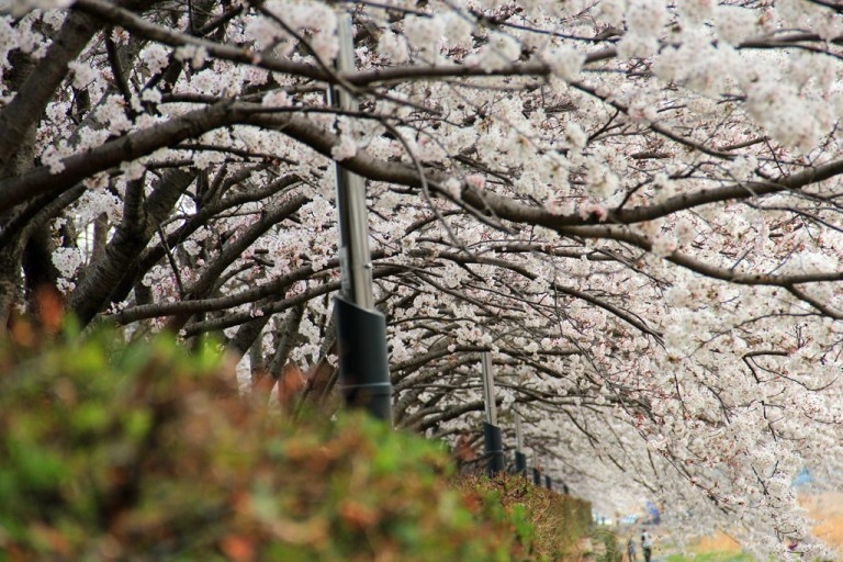 韓國賞櫻景點推介：全州完山公園