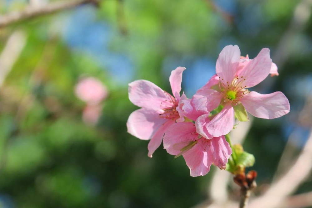 香港賞櫻好去處：大埔海濱公園 