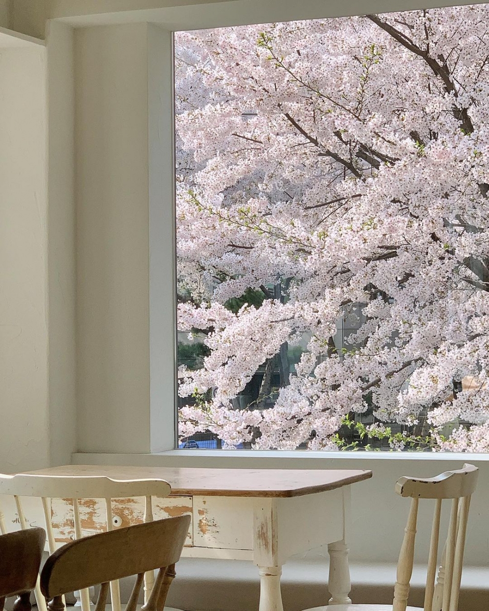 首爾賞櫻咖啡店推介：Dear Moment｜디어모먼트