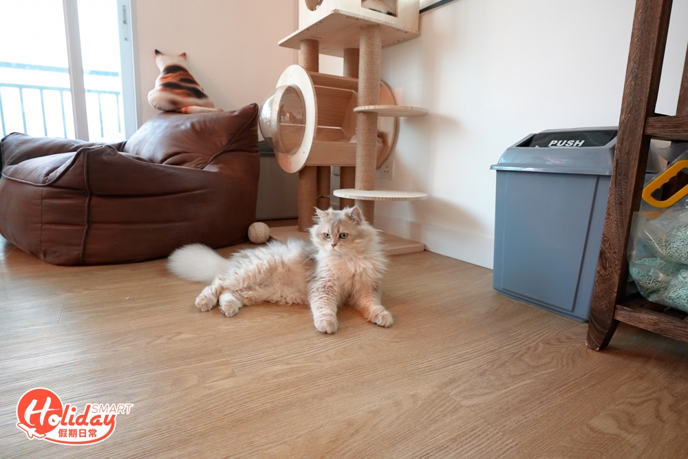 CAFE一樓便是貓店長的休息空間，3隻貓貓都是店主的「心肝椗」！
