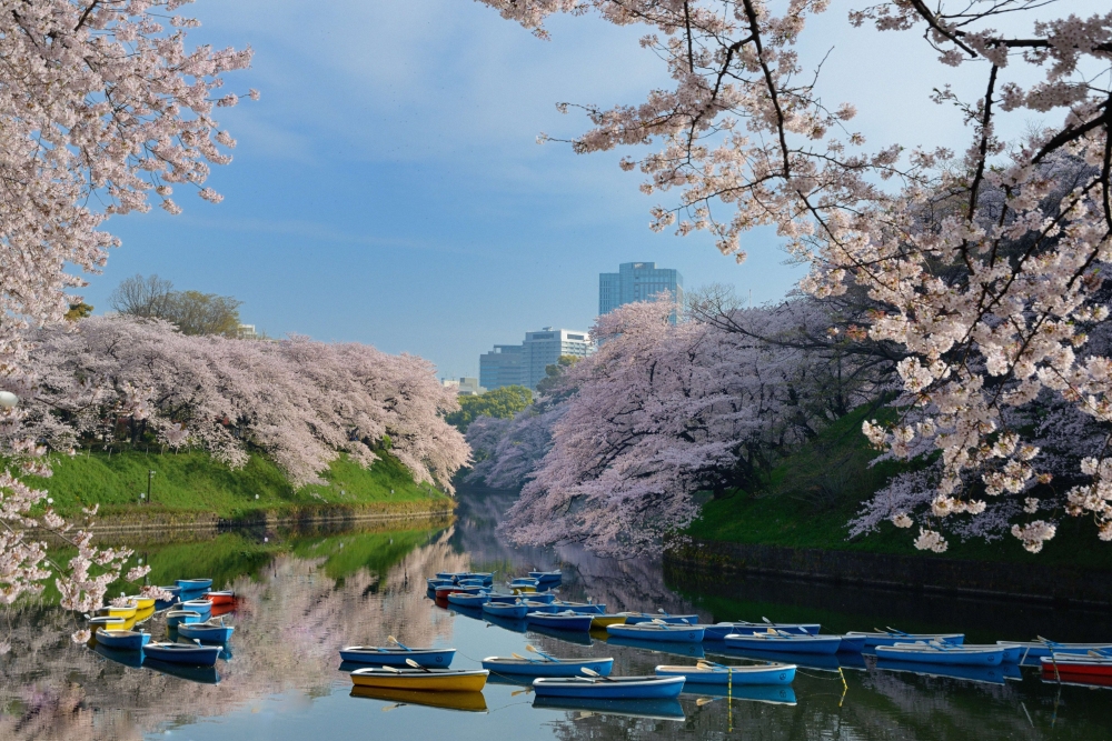 日本賞櫻景點推介：千鳥之淵 