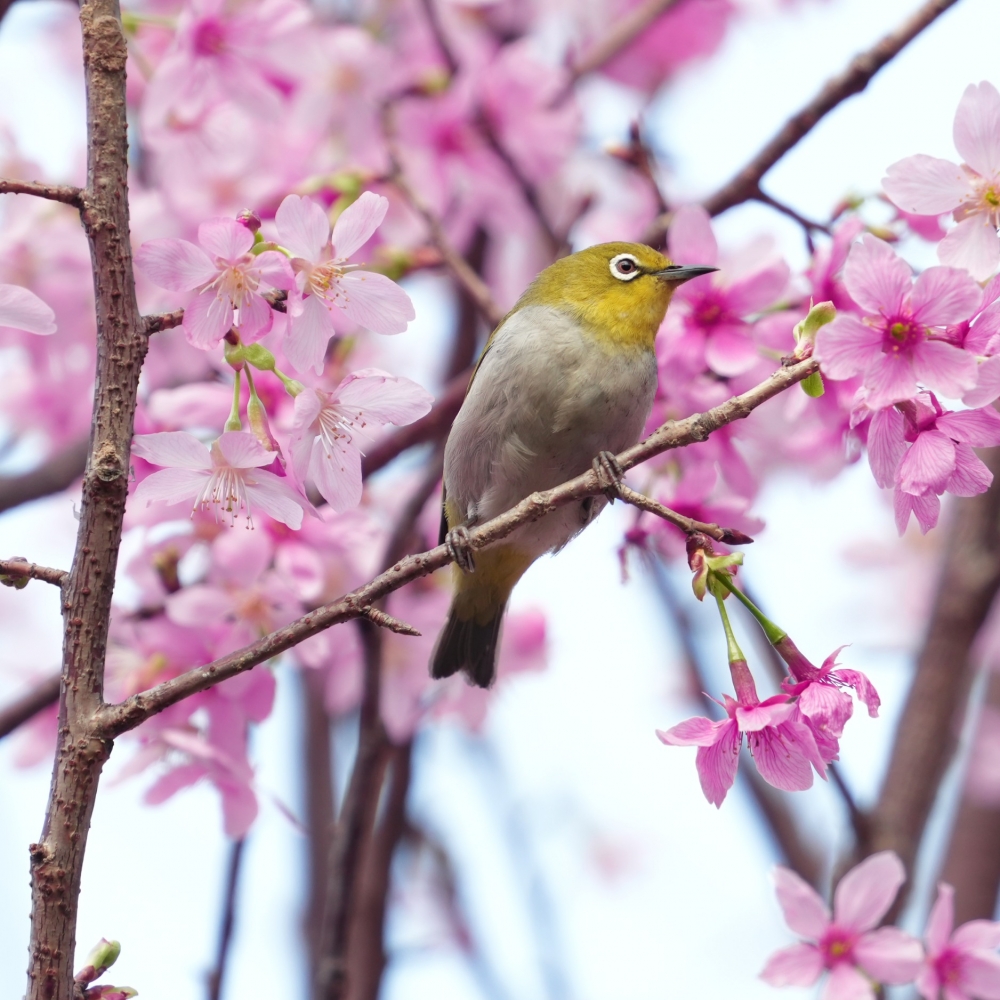 香港賞櫻的季節來啦～6大賞櫻好去處推介一覽！