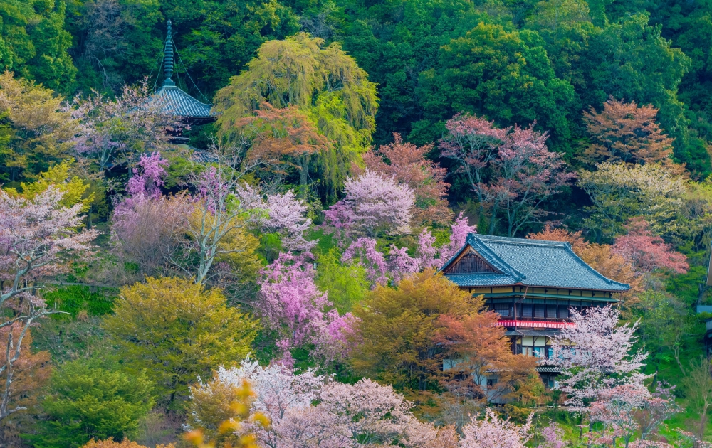 日本賞櫻景點推介：奈良國家公園吉野山 