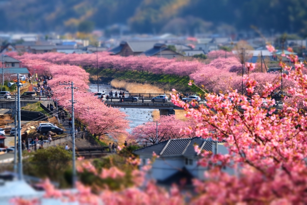 日本賞櫻景點推介：靜岡伊豆河津 