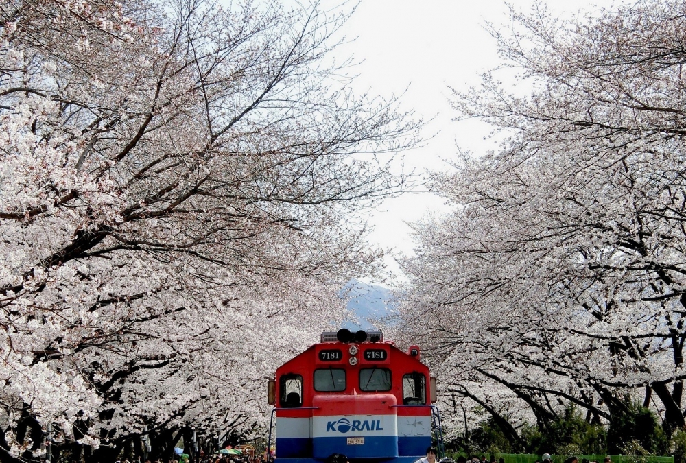 韓國賞櫻景點推介：鎮海-慶和火車站