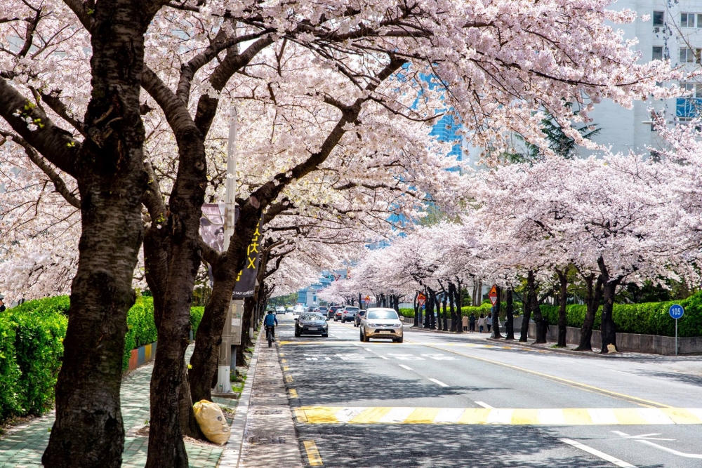 韓國賞櫻景點推介：南川洞櫻花路