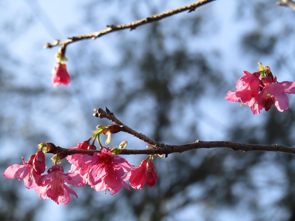 香港賞櫻好去處：長洲關公忠義亭