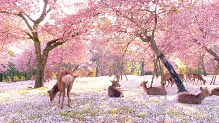 日本賞櫻景點推介：奈良公園 